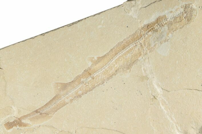 11.1" Cretaceous Shark Fossil - Hjoula, Lebanon